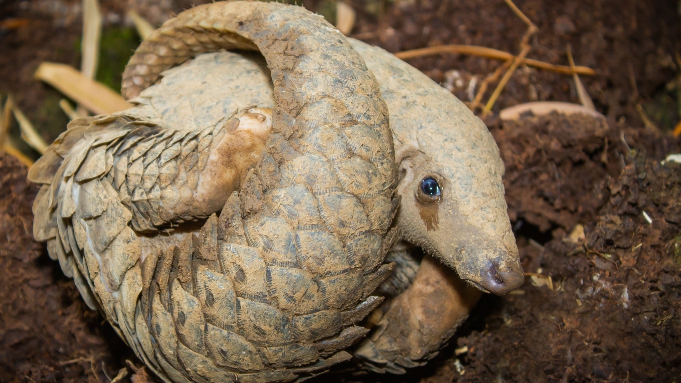 Thousands of threatened pangolins dying on electric fences, meant to protect animals!