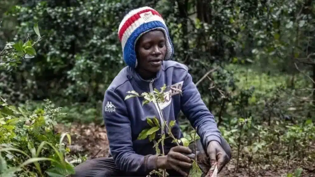 Kenyans get tree-planting holiday to plant 100 million seedlings