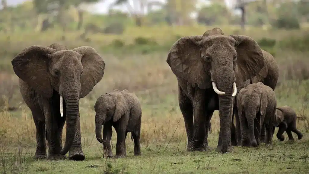 The alternative ivory sources that could help save elephants