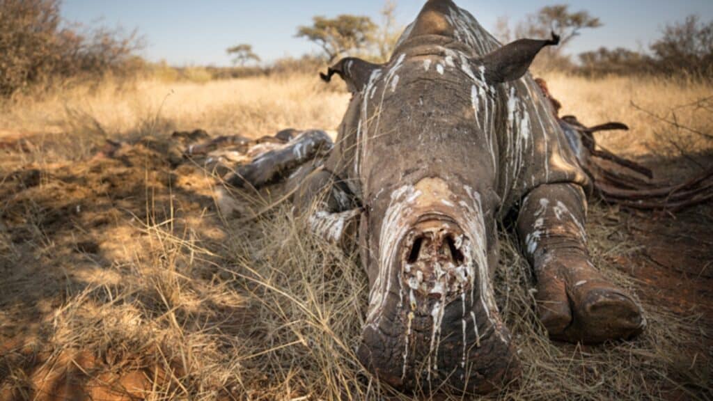 Rhino poaching survivor needs your help!