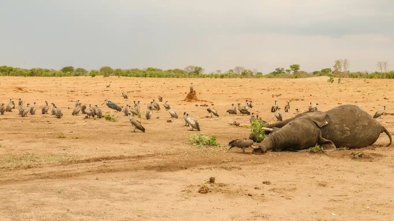 Solar power can help Zimbabwe’s elephants in drought crisis.