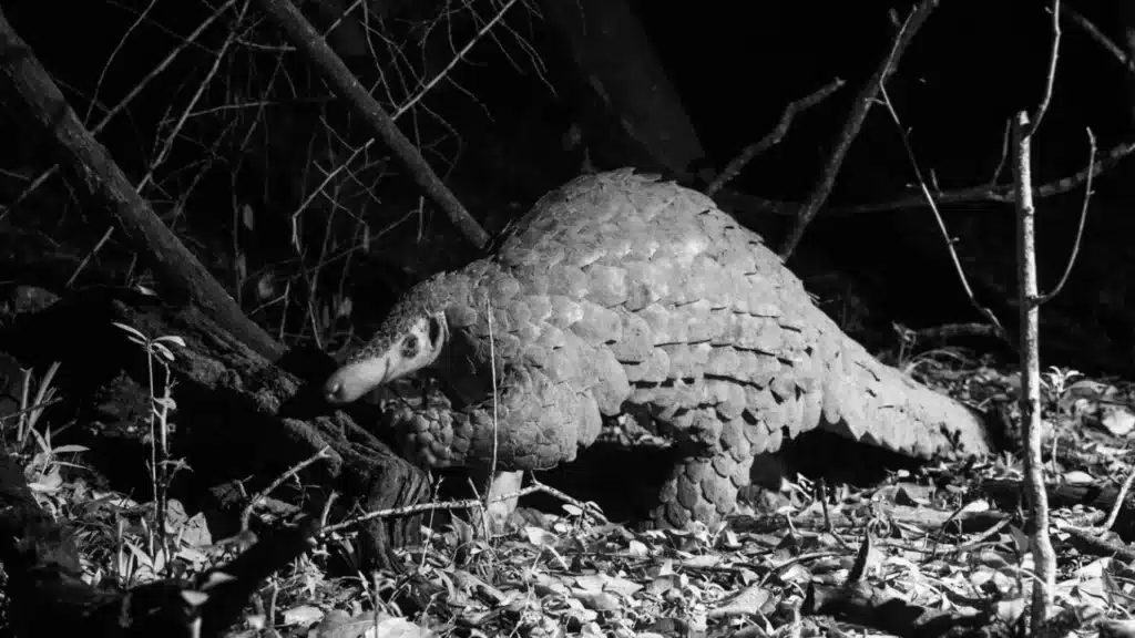 Long thought to be extinct in Kenya, giant pangolins are now being helped back from the brink