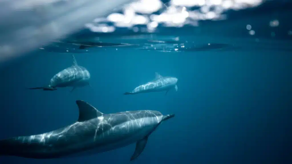 Bay of Biscay: France temporarily bans fishing to protect dolphins