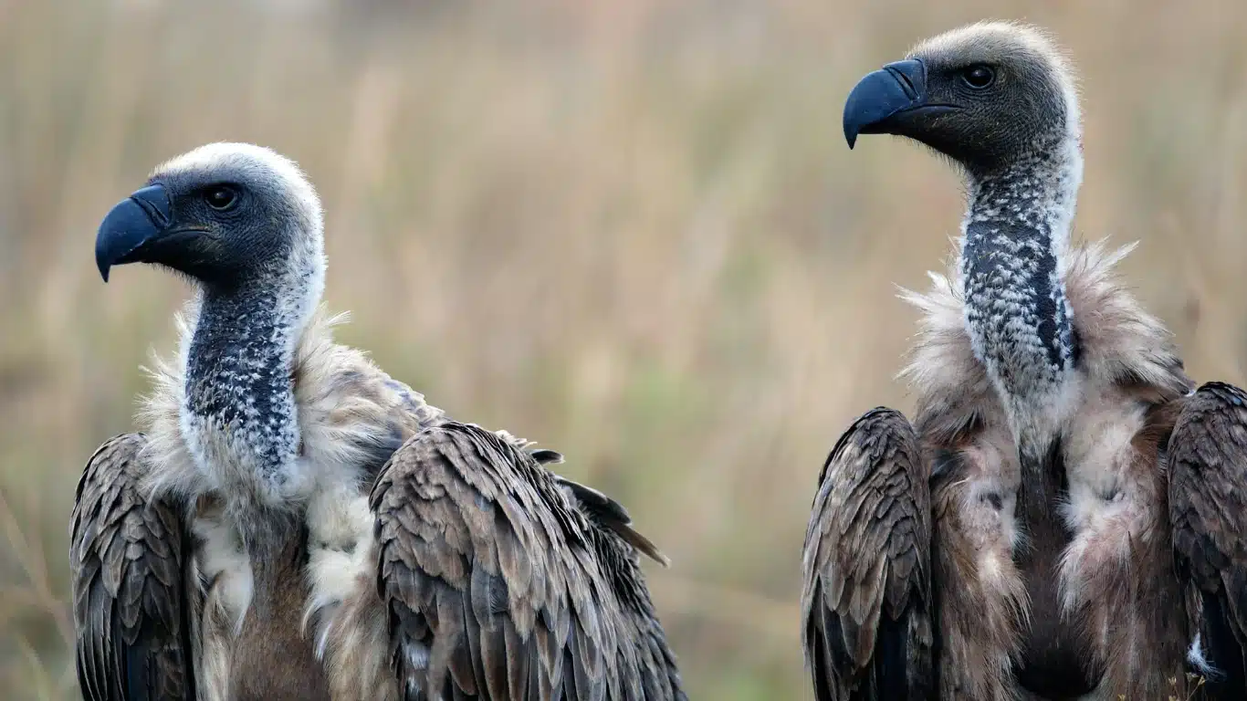 Birds of prey in Africa experiencing population collapse, study finds