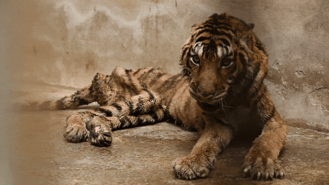 Starving, chained tigers and leopards are running out of time for rescue.