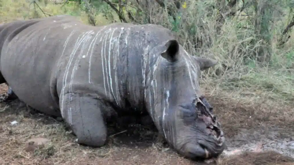 KZN game reserves under attack in South Africa