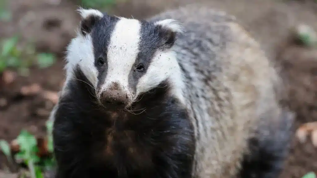 New report calls for an immediate end to cruel and ineffective badger culling