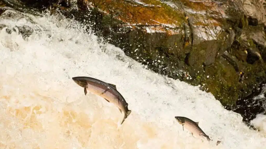 Quarter of world’s freshwater fish at risk of extinction, according to assessment
