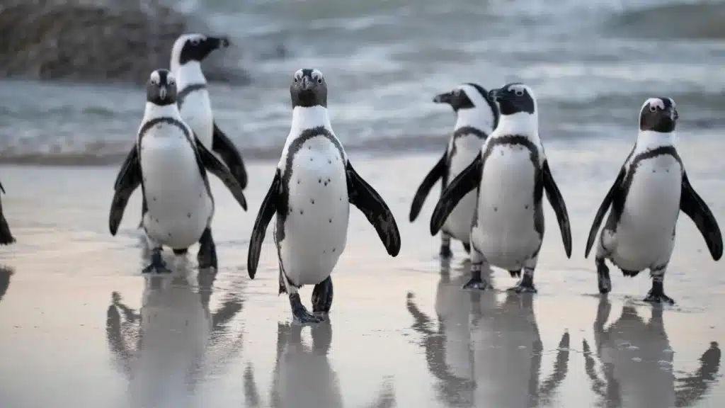 Penguin crossing: Celebrating and conserving the pride of Simon's Town