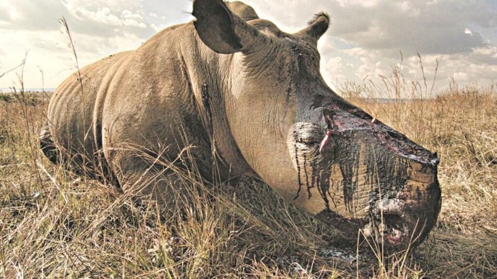 Africa's rhinos are headed for extinction.