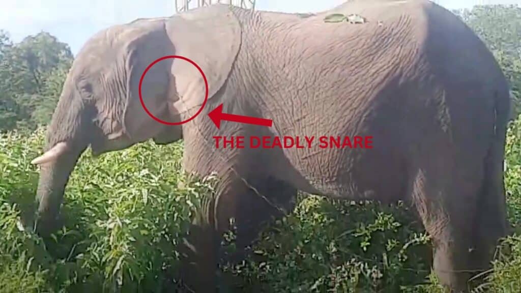 Urgent help needed to save a young elephant from DEADLY SNARE!