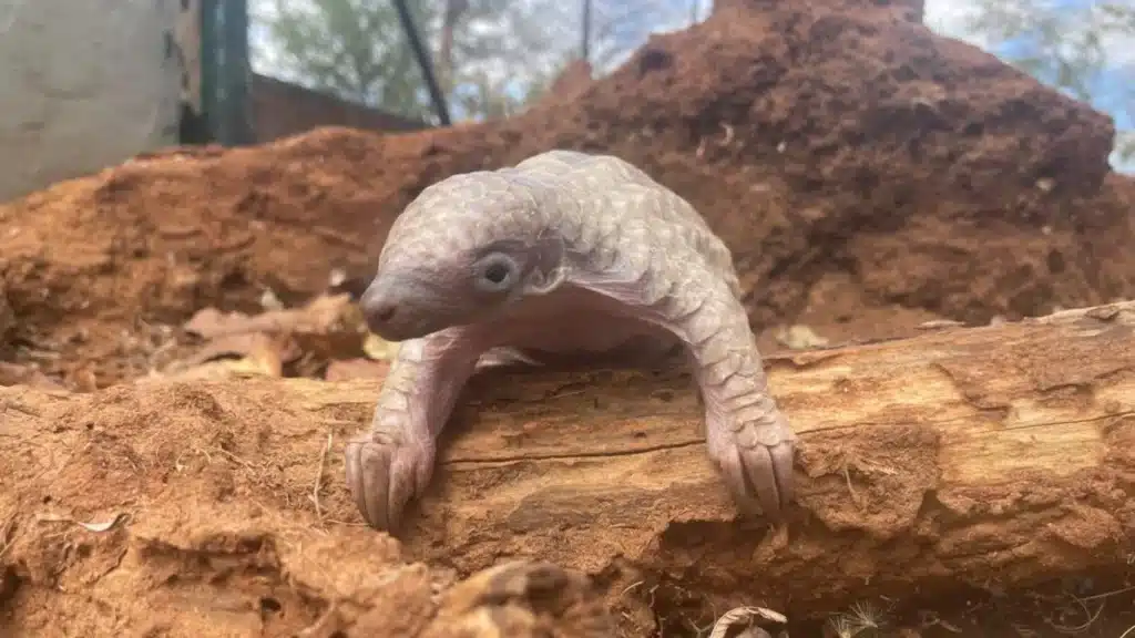 We could lose pangolins forever.