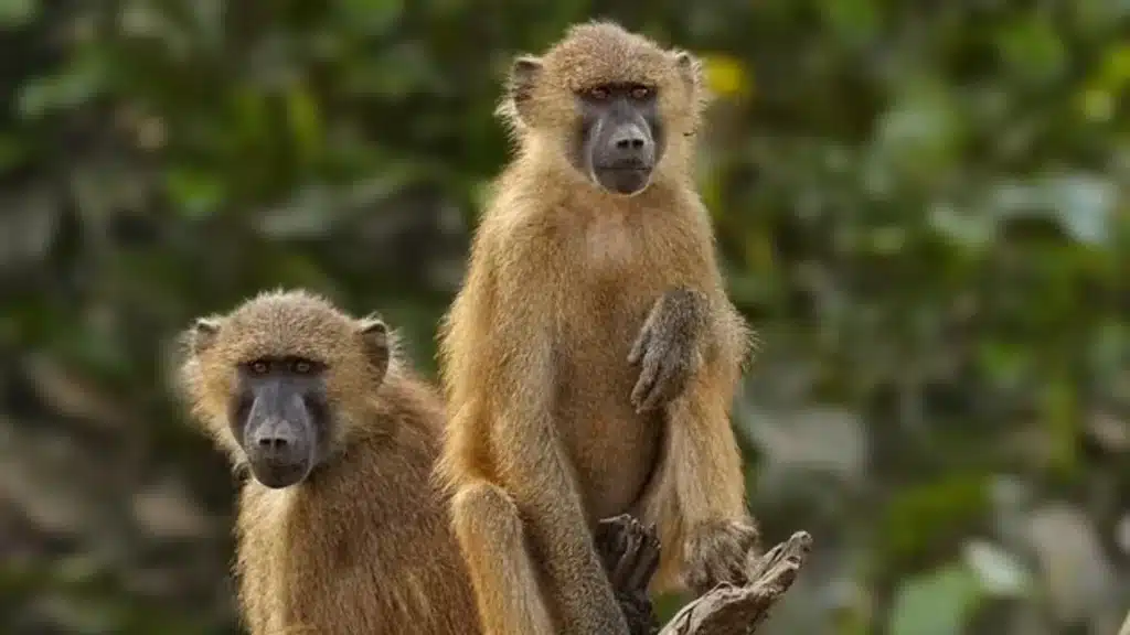 German zoo sparks outrage with plans to cull some of its 45-strong tribe of baboons and feed them to captive predators after contraception failed to stop the primates breeding