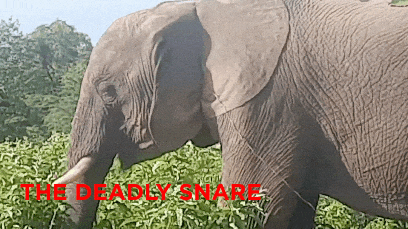 Urgent help needed to save a young elephant from DEADLY SNARE!