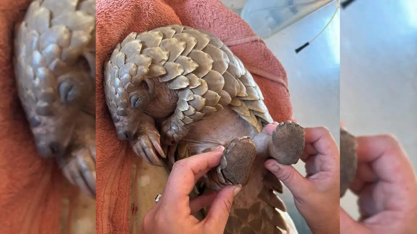 We could lose pangolins forever.