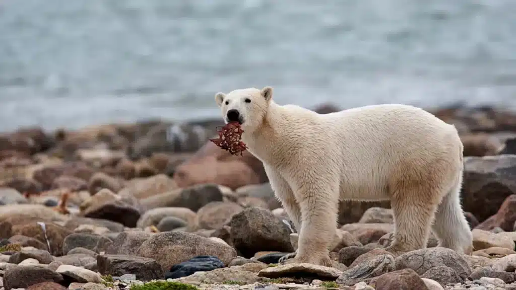 Polar bears risk starvation as they face longer ice-free periods in the Arctic