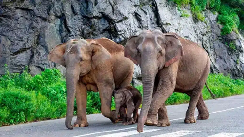 Why is Sri Lanka losing its elephants?