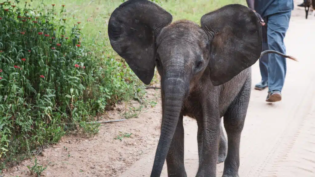 Please help us rush special milk formula for orphaned elephant calf Phabeni.
