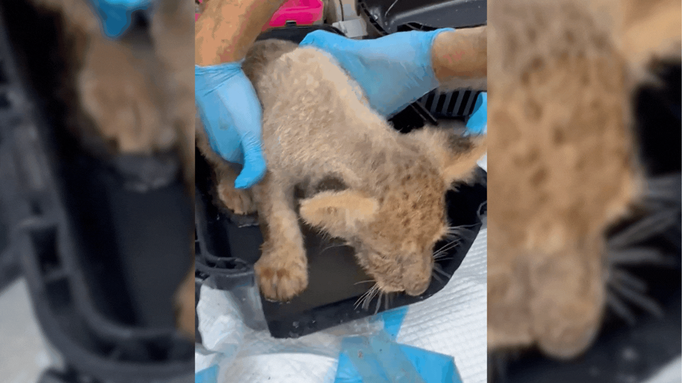 Sick lion cubs are STILL waiting for your help!