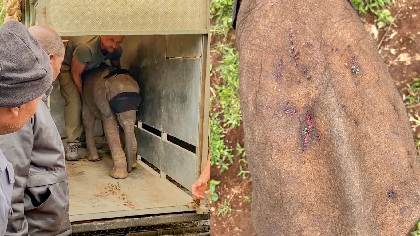 Orphaned elephant calf Phabeni needs special milk formula to survive!