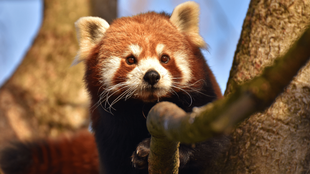 Red panda found in luggage of smuggling suspects at Thailand airport