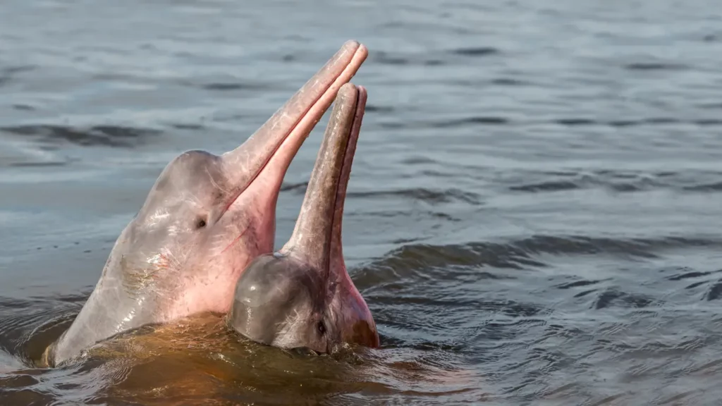 This conservationist has a mission: Save the Amazon's dolphins