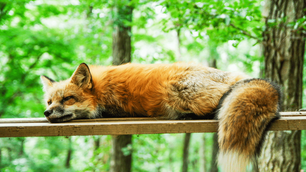 Woman who welcomed eight foxes into her home now uses them as therapy animals to help domestic abuse survivors
