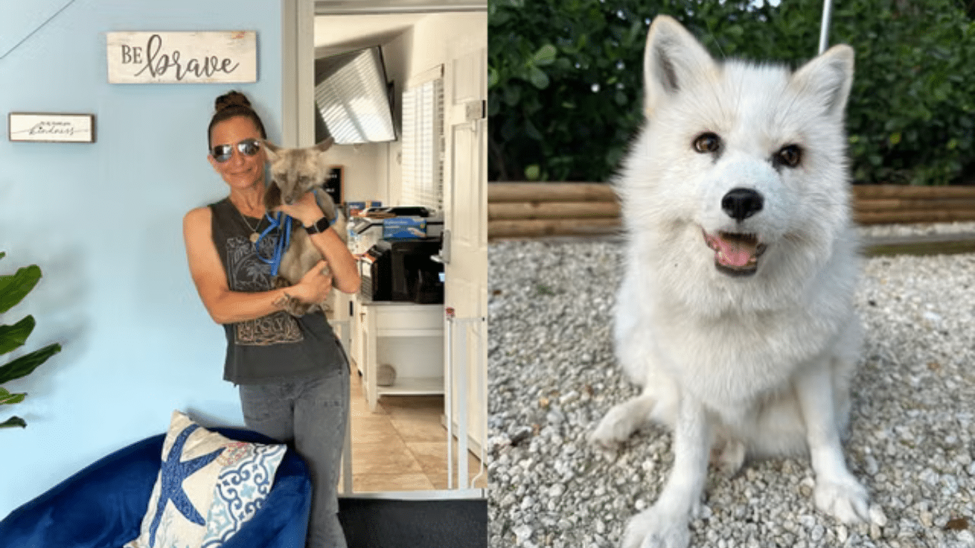 Woman who welcomed eight foxes into her home now uses them as therapy animals to help domestic abuse survivors