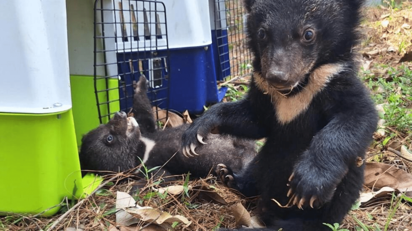 Sixteen bear cubs rescued from home in Laos