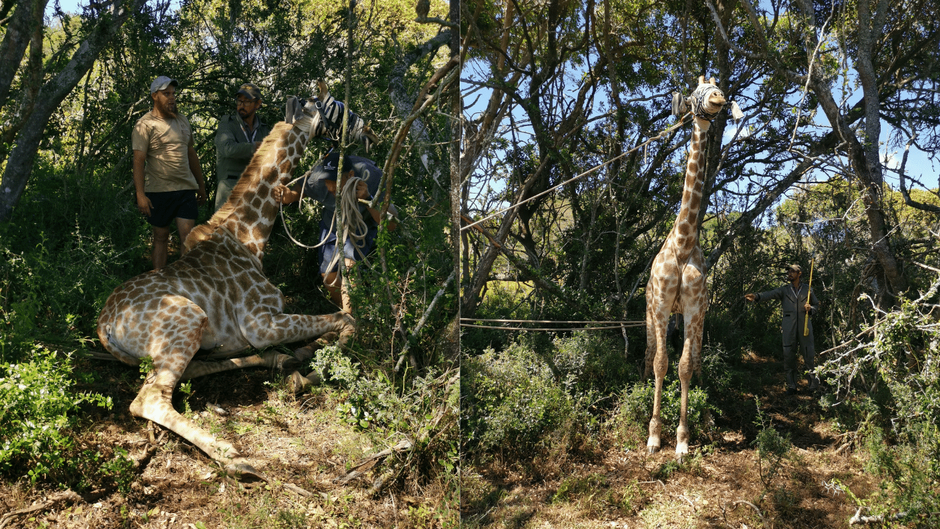 GOOD NEWS UPDATE: Giraffe relocation success!
