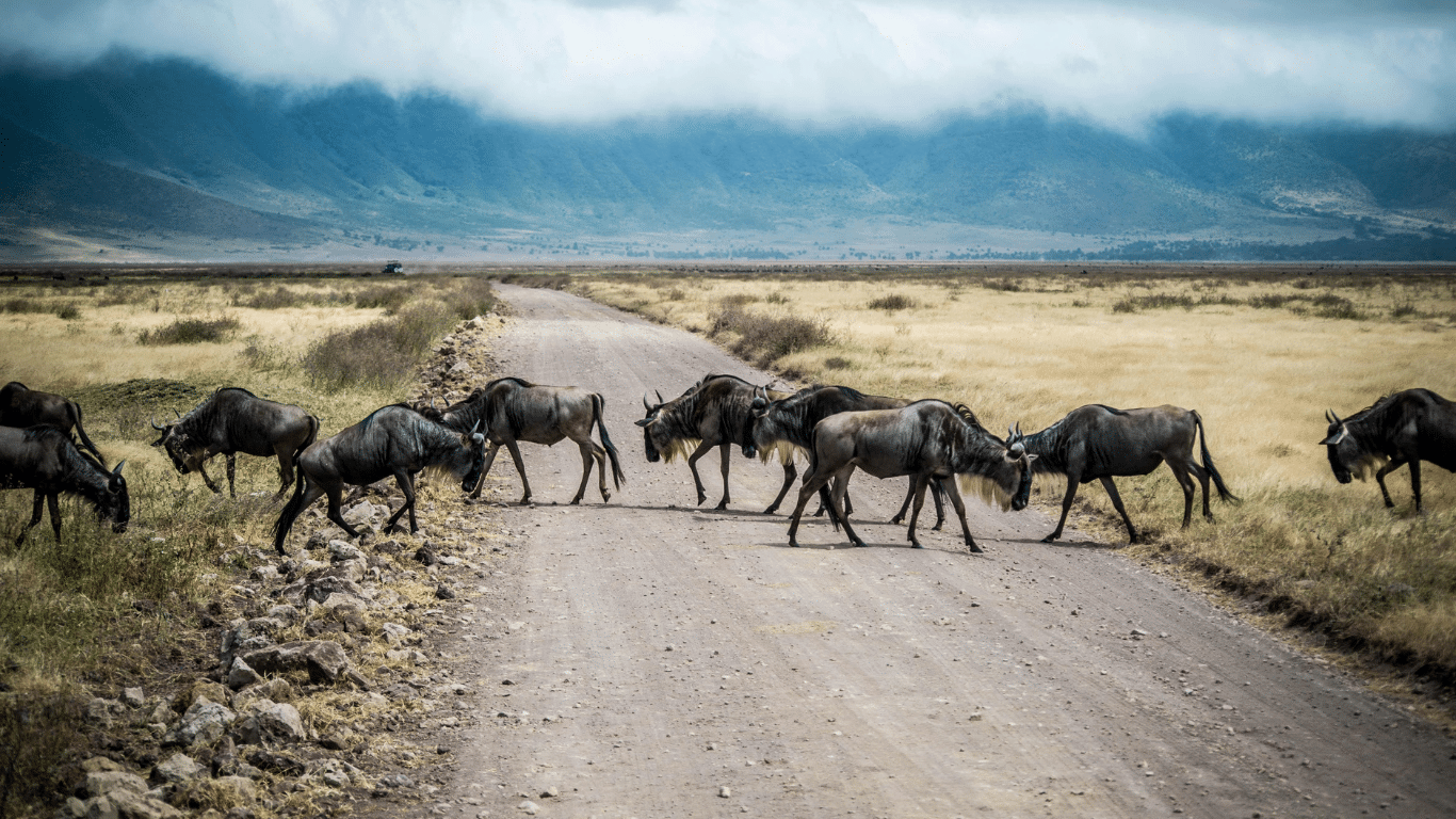 Africa’s wildebeest: those that can’t migrate are becoming genetically weaker – new study