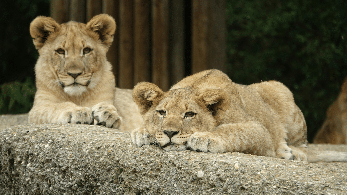 Cabinet approves end to captive breeding of lions and rhinos