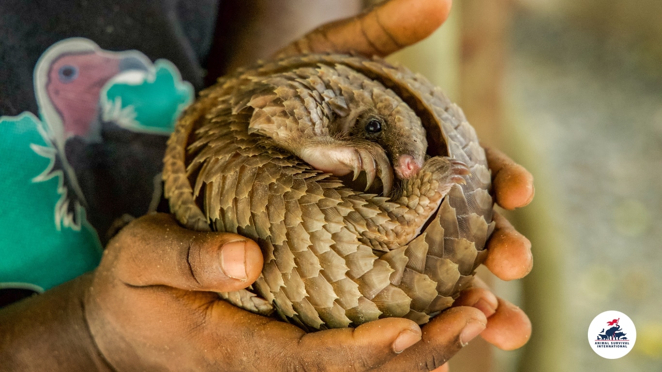 Endangered pangolins need dedicated intensive care unit to survive.