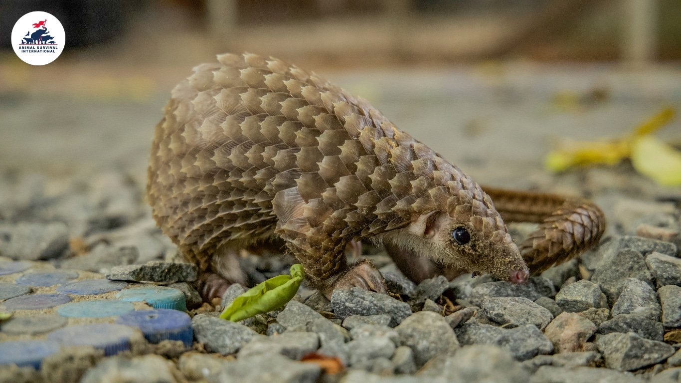 Endangered pangolins need dedicated intensive care unit to survive.