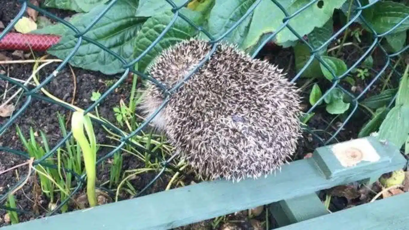 Hedgehogs are in terrible trouble.