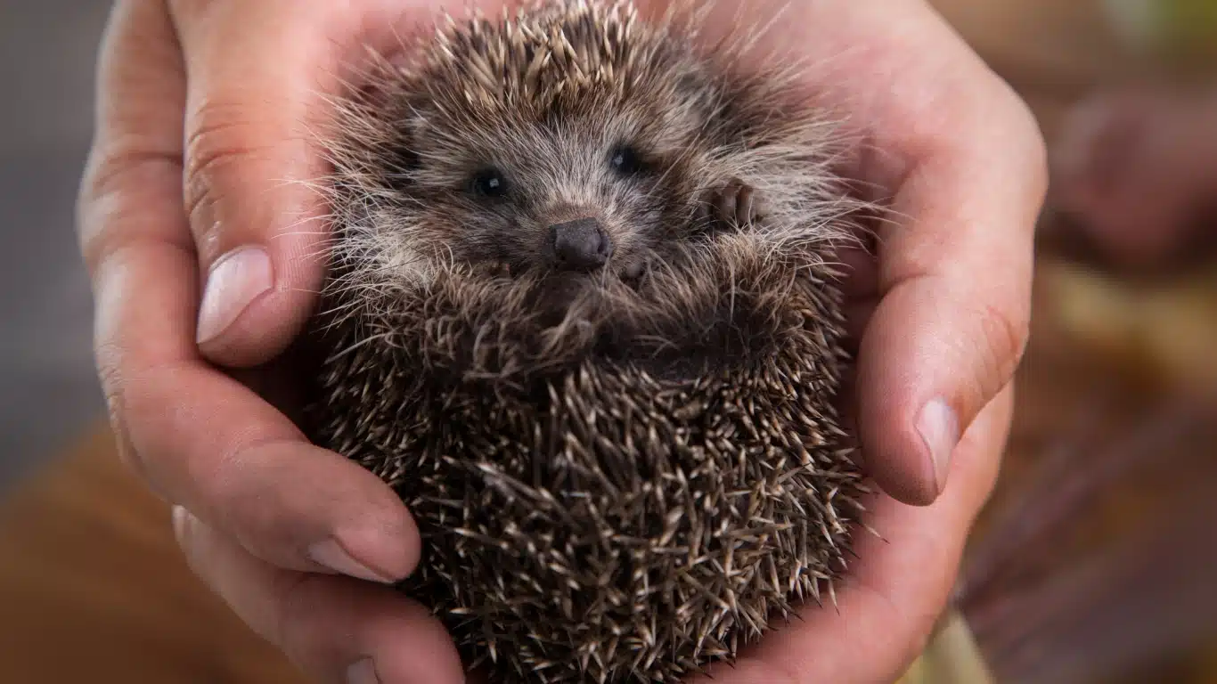 Hedgehogs are in terrible trouble.