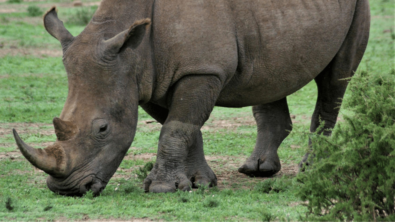 Not just polar bears — climate change could push African rhinos to extinction