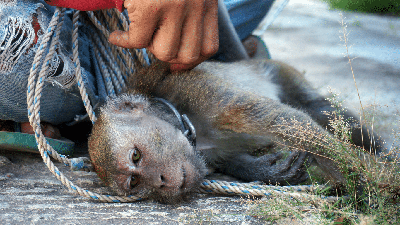 Ringleader of global monkey torture network, 'The Torture King', was charged