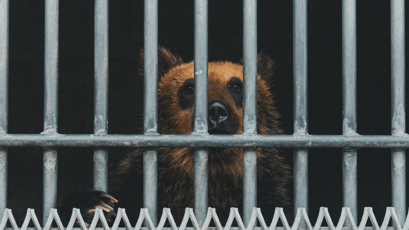 Cruel and needless — the grim truth about wildlife farming exposed in new report