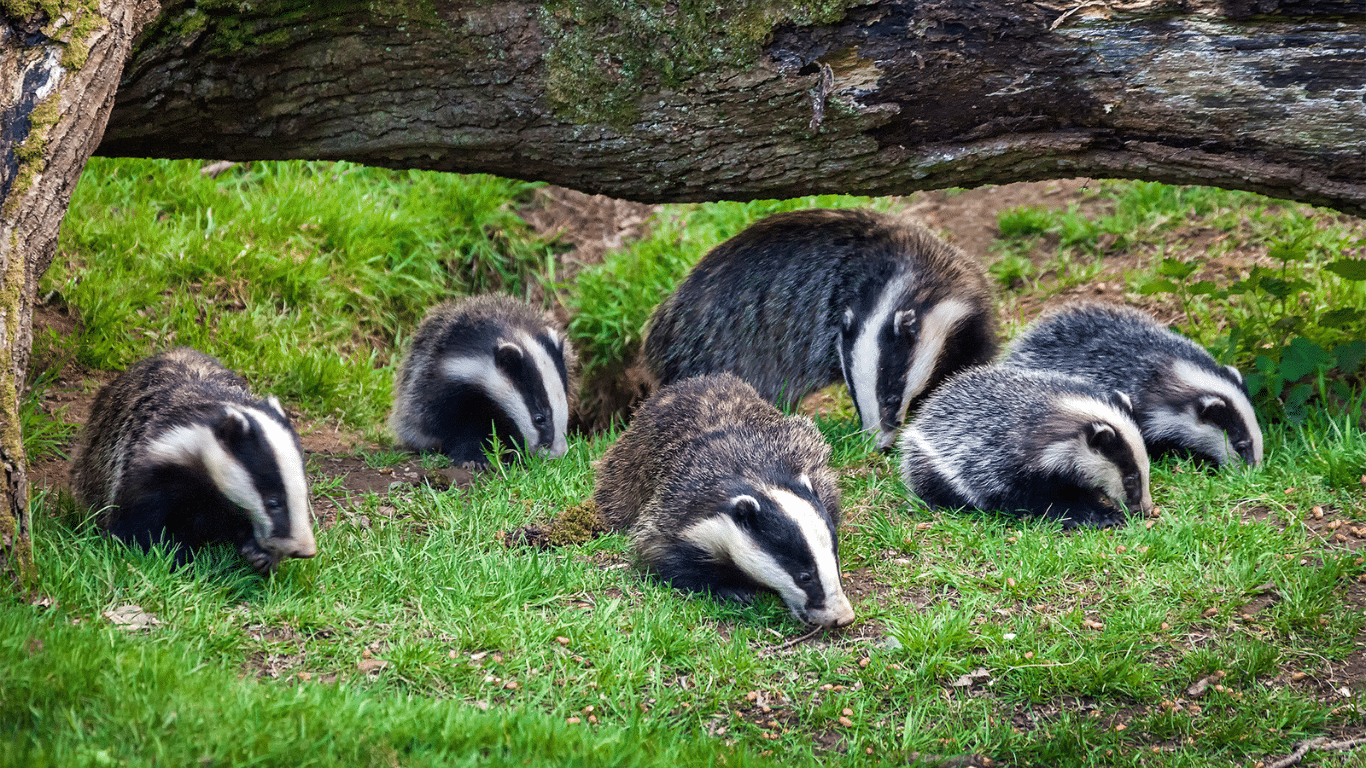 UK government overturns plans to phase out badger cull