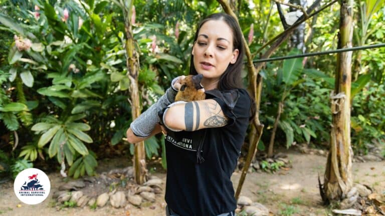 Habitat Destruction - Animal Survival International