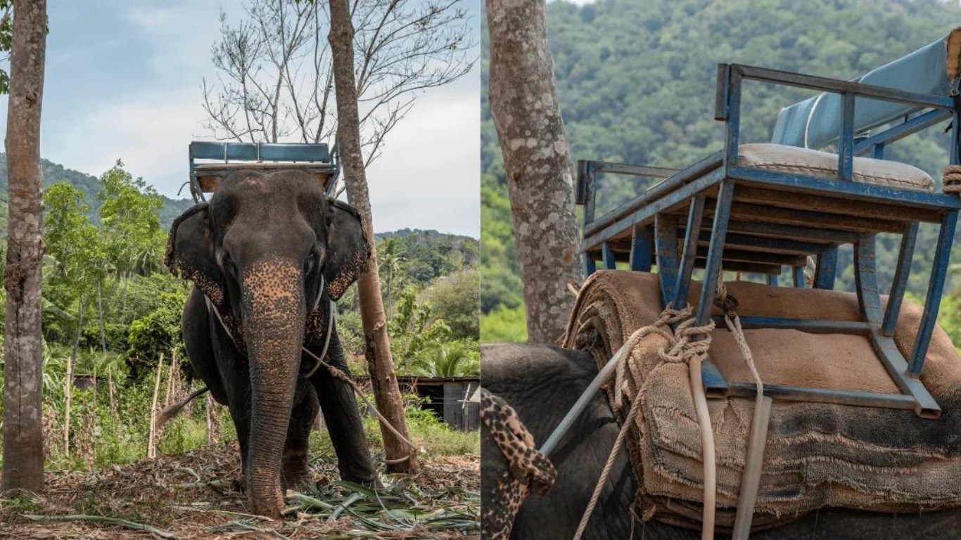 The tragic elderly elephant forced to work for 60 YEARS.