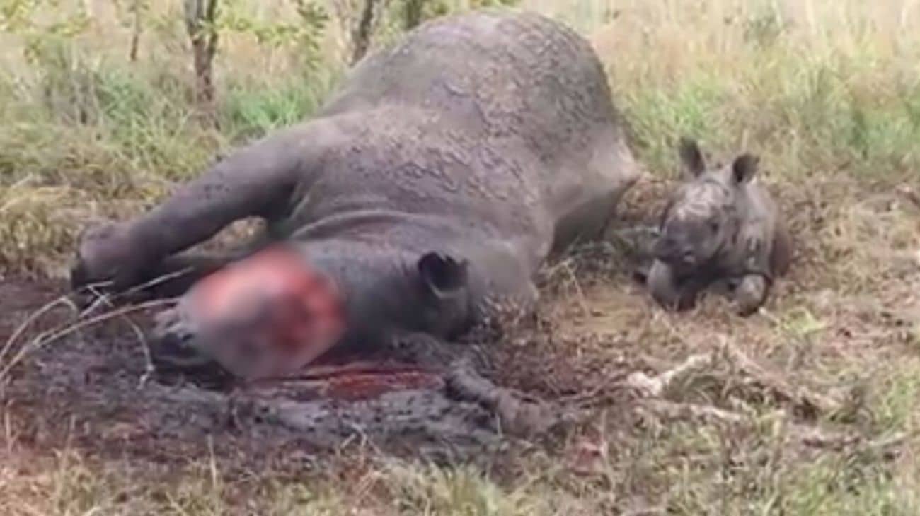 This infant rhino was orphaned when poachers slaughtered his mother.