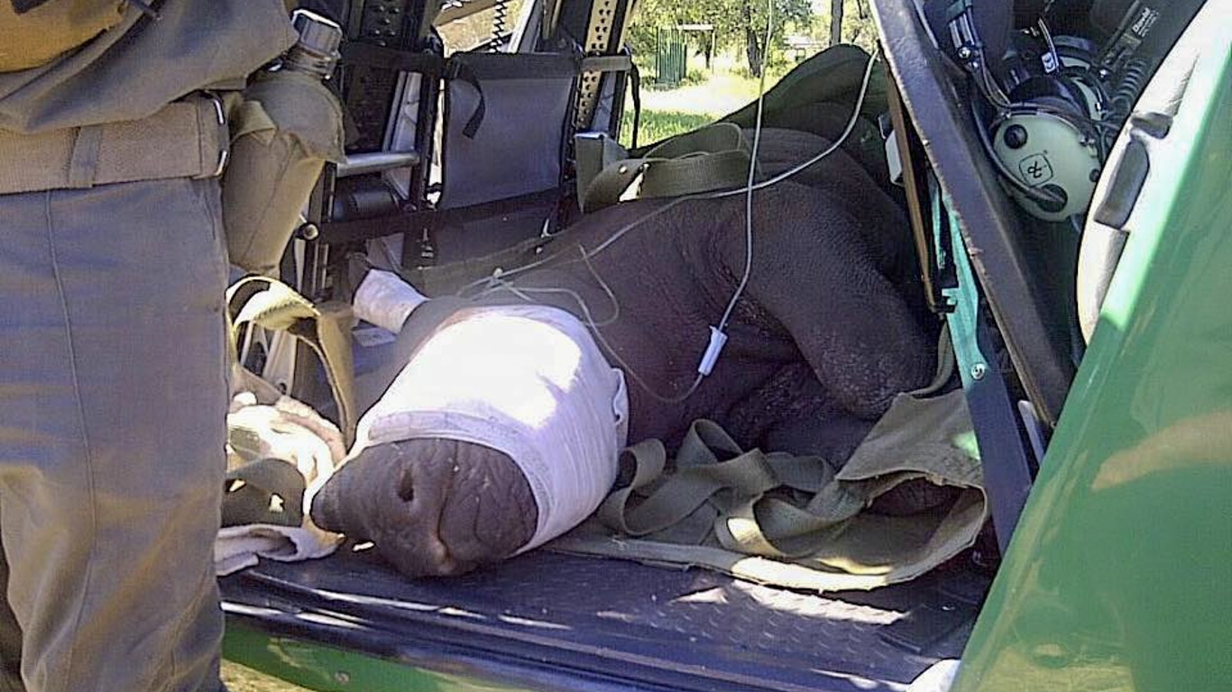 This infant rhino was orphaned when poachers slaughtered his mother.
