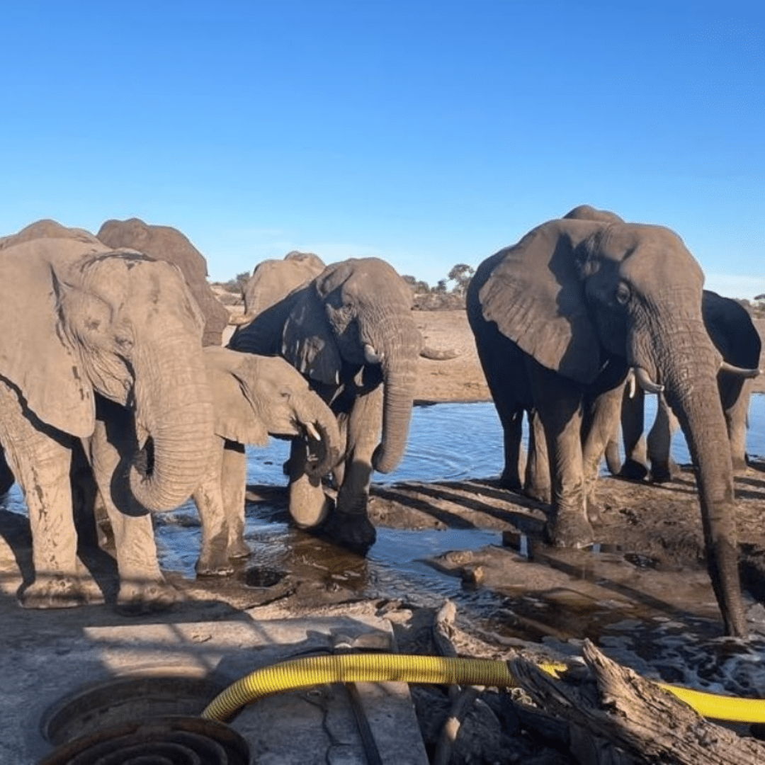 Water for thousands of desperately thirsty wild animals in drought-stricken Botswana