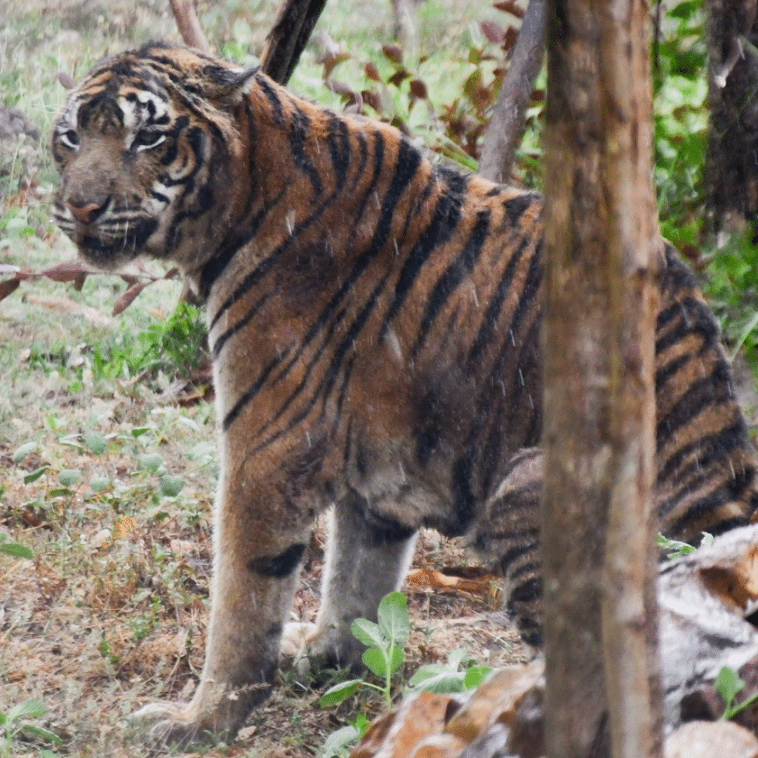Freedom for captive tigers and critically endangered leopards in Thailand