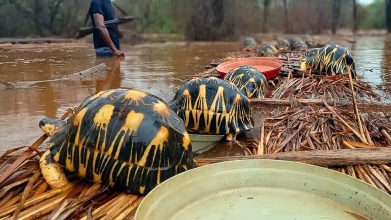 Habitat Destruction - Animal Survival International