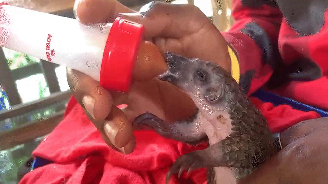 Baby pangolin being bottle-fed