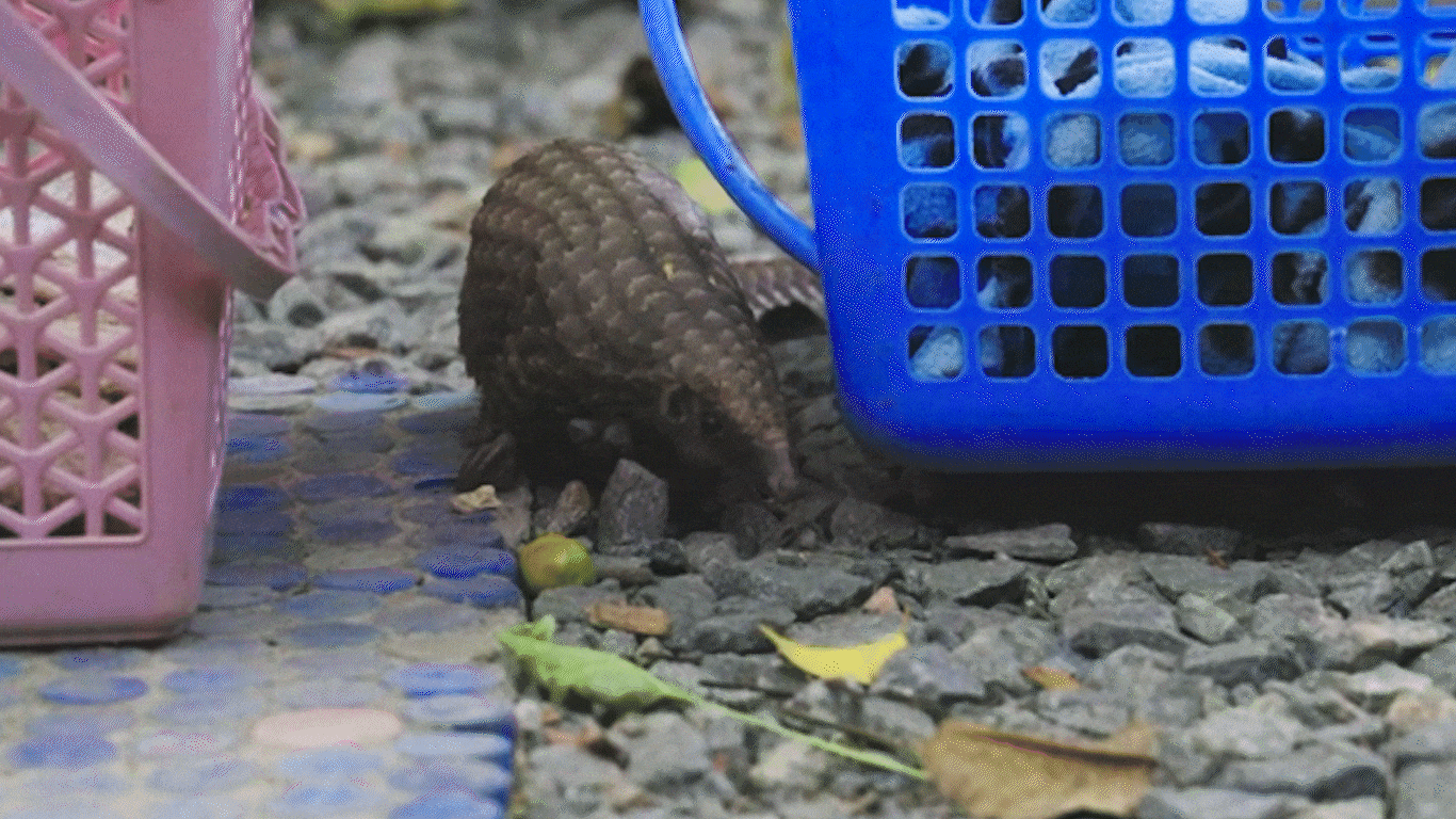 Baby pangolin sniffing around on the ground.