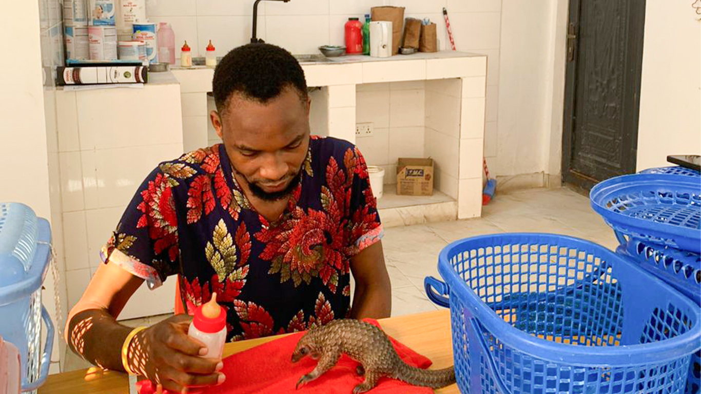 Baby pangolin being bottle-fed.